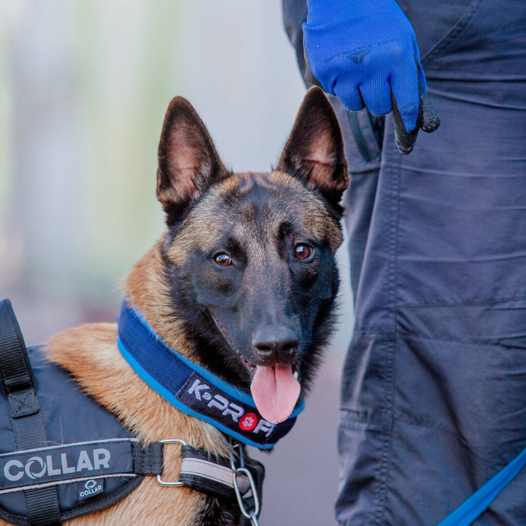 Alquiler de canes de seguridad en Ecuador